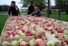 Voćari bez odštete, uprkos gubitku od 15 miliona eura