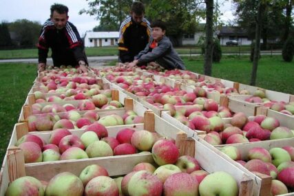 Voćari bez odštete, uprkos gubitku od 15 miliona eura