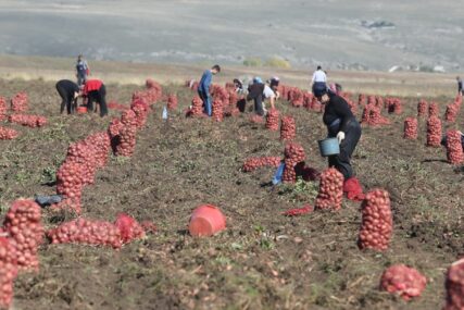 Na poljima krompira radnici potrebniji nego ikad, evo koliko iznose dnevnice