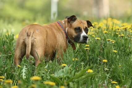 Evo zašto psi jedu travu