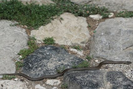 Tuzla: Civilna zaštita i Veterinarska stanica upozoravaju na pojavu zmija  