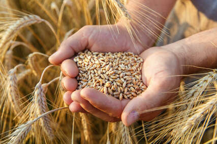 Nedimović: Imaćemo dovoljno pšenice za cijeli Balkan￼￼