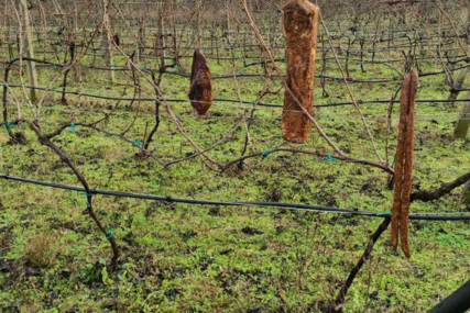 Slovenski vinogradar traži lopove, ukrali mu 4 hiljade cijepova