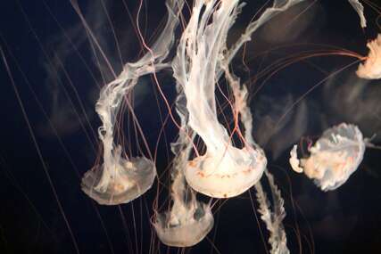 U Jadranskom moru se pojavile opasne meduze