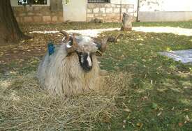 Apel Islamske zajednice - Kurbani moraju imati veterinarska uvjerenja