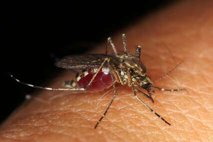 Problem: U Evropi je sve više komaraca koji prenose opasne bolesti