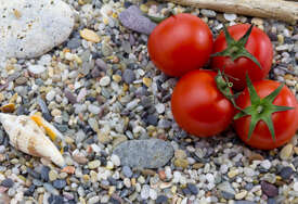 U paradajzu iz Italije otkrivena salmonela