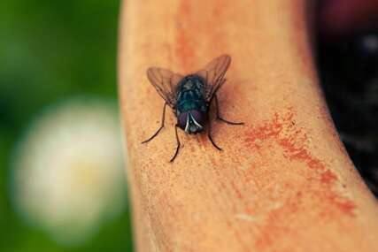 Opasnija od komaraca i krpelja: Muha prenosi čak 351 vrstu bakterija
