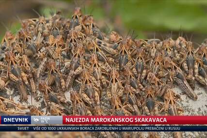 Najezda afričkih nemani u selu ispod Svilaje, pet ljudi borilo se protiv pet miliona