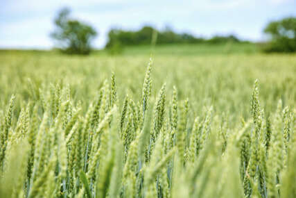 Njemačka radi na planu za izvlačenje žita iz Ukrajine