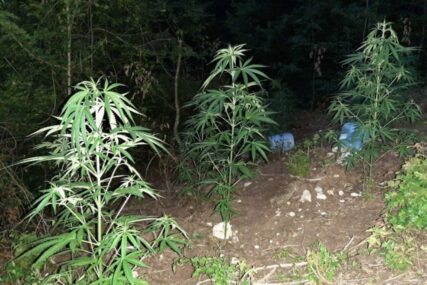 Akcija policije u Doboju: Pronađena plantaža konoplje, oduzete veće količine droge