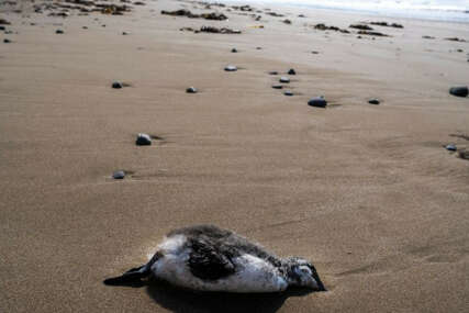 More izbacilo hiljade ptica na obalu Kanade: Uginule od ptičije gripe