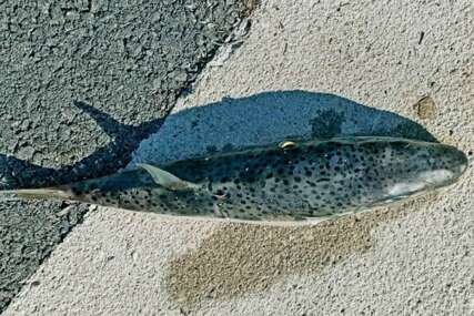 U Jadranu se pojavila smrtonosna riba: Otrov joj je sto puta jači od cijanida