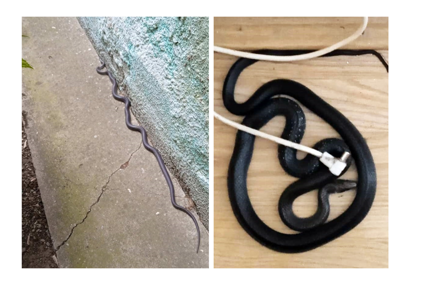 Bosanka ispod kreveta pronašla zmiju dugačku metar: Nisam smjela spavati u kući