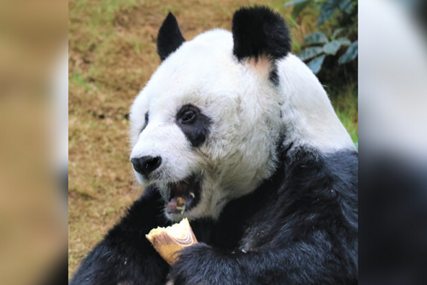 Eutanaziran najstariji svjetski poznati mužjak velike pande An An
