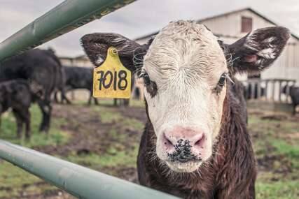 Osumnjičen za krađu pet krava vrijednih 12.500 KM  