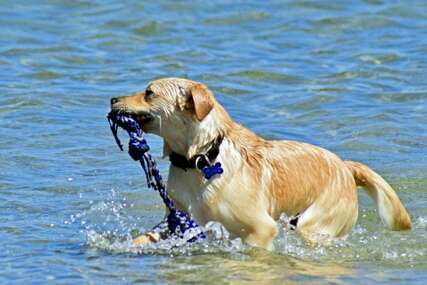 Smije li pas popiti morsku vodu? Evo što kažu veterinari 