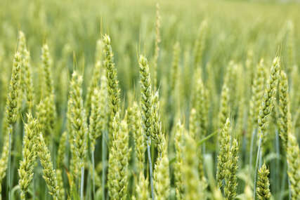 Ukrajina pregovara sa Turskom i UN o garancijama za izvoz žita