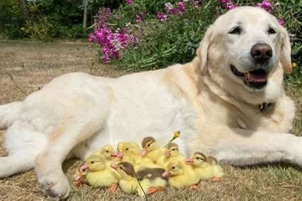 Labrador preuzeo brigu o 15 pačića koje je napustila mama