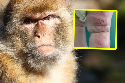 Japan: U napadima makaki majmuna povrijeđene 42 osobe
