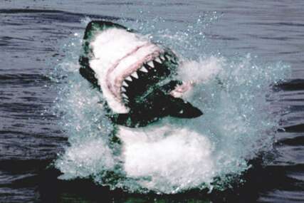 Je li Jadran siguran od napada morskih pasa?
