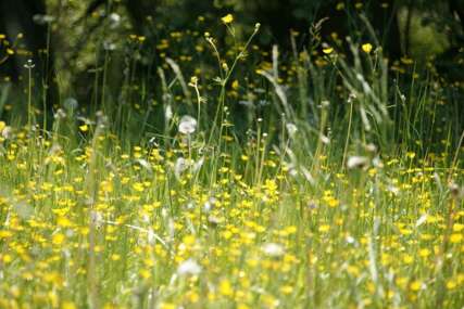 Koncentracije polena trava i korova u blagom porastu: Izdate preporuke
