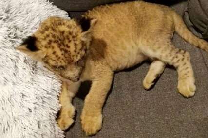 Policija u stanu u Subotici pronašla mladunče afričkog lava: Vlasnik uhapšen