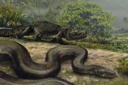Upoznajte titanobou, najveću zmiju koja je ikad gmizala zemljom