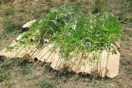 U bašti 74-godišnjaka iz Kalesije pronađene 102 stabljike marihuane