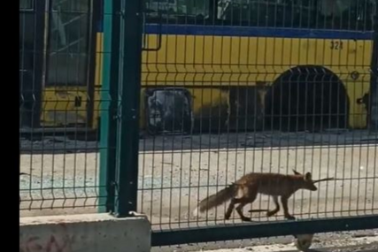 Zvjerinjak u Sarajevu: Nakon medvjeda na Vratniku sinoć Olimpijskim selom prošetala lisica