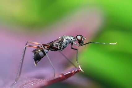 Otjerajte dosadne mrave iz kuće: Evo kako da ih se brzo i jeftino riješite - sastojke svi imaju, a jedan odmah djeluje 