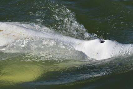 Bijeli kit zarobljen u rijeci Seni biće prebačen u slanu vodu