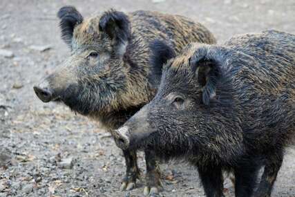 Divlje svinje terorišu zapadni dio Bosne i Hercegovine