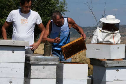 Braća u BiH već 40 godina proizvode med: Mjesečno samo od pčela zarade 1.000 KM