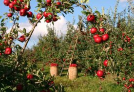 Ljetni radovi u zasadima jabuke - na šta posebno obratiti pažnju?