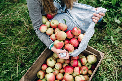 Zeleno svjetlo za izvoz sadnica jabuka na tržište EU