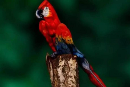 Možete li za 5 sekundi na slici papagaja da nađete skrivenu ženu? Samo 3 % ljudi je pronašlo 