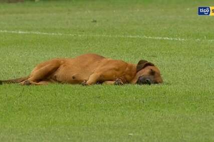 Pas zaspao na terenu, utakmica prekinuta dok se nije probudio