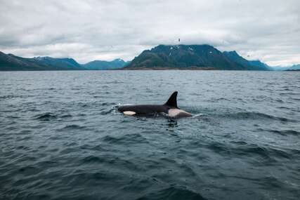 Prvi put snimljeno kako kitovi ubice ubijaju veliku bijelu ajkulu 
