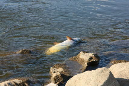Jezivo morbidne scene: Na hiljade mrtvih riba pluta rijekom, ljudi zgranuti - "Ne ulazite u vodu!"