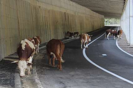 Nesvakidašnji prizor: Više krava u tunelu nego u cijelom selu