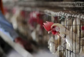 Novi Zeland potvrdio prvi slučaj ptičje gripe H5N1 kod domaće ptice
