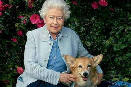 Britanci poludjeli za korgijima, nakon smrti kraljice koštaju duplo 