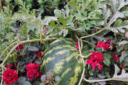 I na Romaniju stigle klimatske promjene: Na Sokocu lubenice i do osam kilograma!