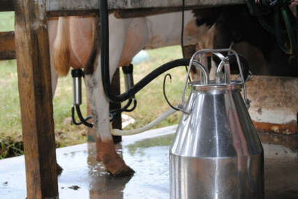 Farmeri najavljuju loše vijesti: Litar mlijeka uskoro tri KM