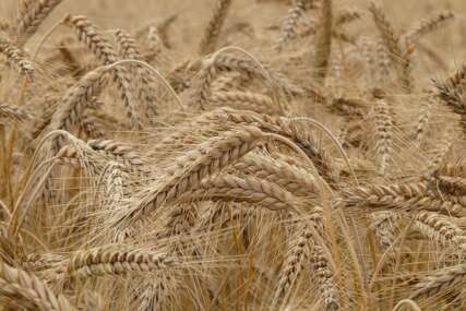 BiH je proizvela 30 posto pšenice za svoje potrebe, ostalo će uvoziti