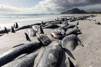 Kod novozelandskih otoka uginulo 500 nasukanih kitova