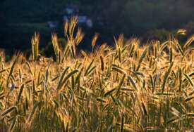 Rusija je požnjela ukrajinsko žito u vrijednosti od milijardu dolara