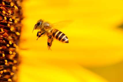 SAD odobrile prvu vakcinu za pčele na svijetu