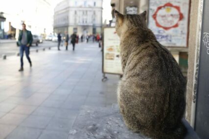 Opšta panika u japanskom gradu: Mačka upala u veoma opasne hemikalije - i nestala!